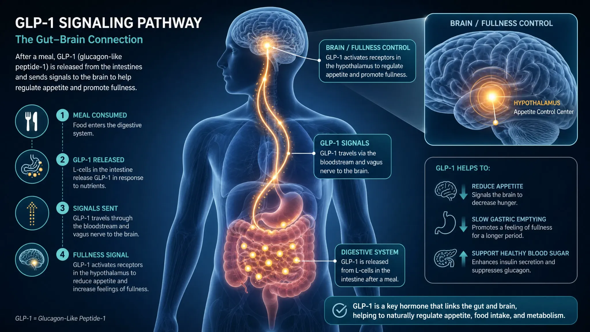 GLP-1 gut-to-brain signalling pathway and fullness control